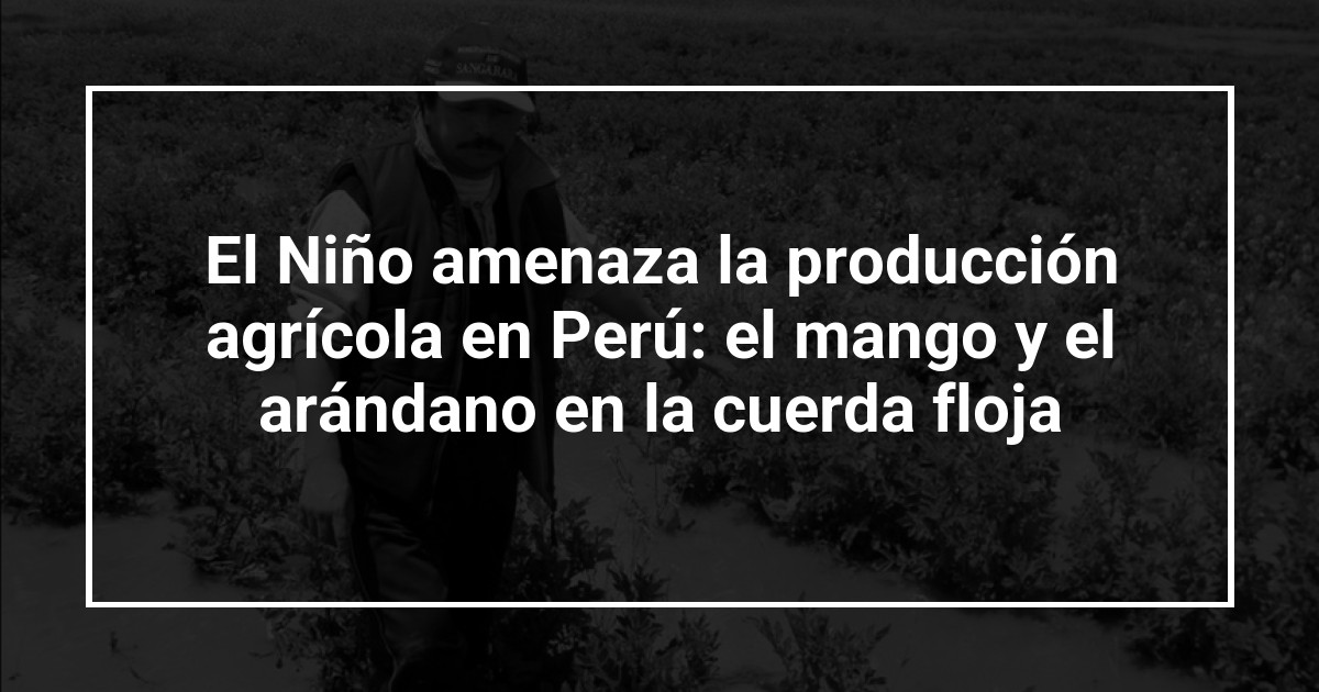 El Niño amenaza la producción agrícola en Perú: el mango y el arándano en la cuerda floja