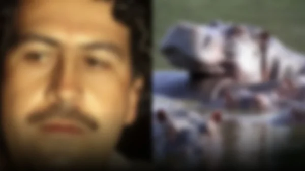 El hijo de un magnate indio propone salvar a los hipopótamos de Pablo Escobar