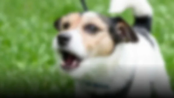 ¿Por qué ladran los perros? La sorprendente psicología detrás de sus elecciones