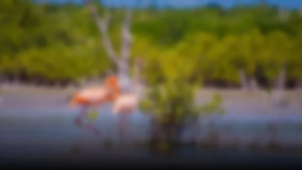 El regreso de los flamencos: un espectáculo natural en los Everglades de Florida