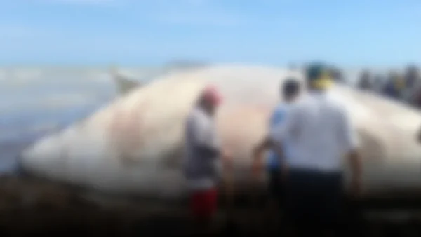 Científicos investigan misterioso varamiento de ballena en Cañete