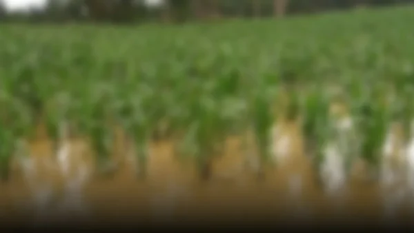 El Niño y su impacto en la agroindustria: ¿una oportunidad o una amenaza?