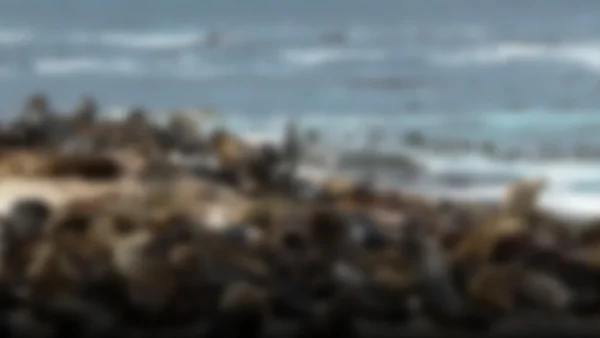 Crisis ambiental en Paracas: miles de lobos marinos muertos y alerta en la fauna costera