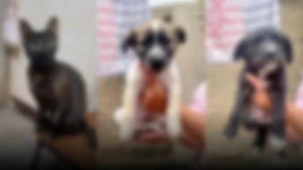 Esperanza entre escombros: mascotas rescatadas buscan un nuevo hogar en Venezuela