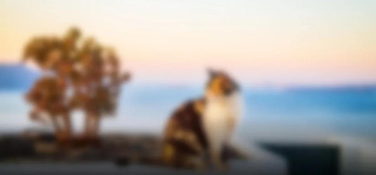 Descubre la experiencia única de cuidar gatos en una isla griega: voluntariado y turismo se unen