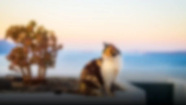 Descubre la experiencia única de cuidar gatos en una isla griega: voluntariado y turismo se unen