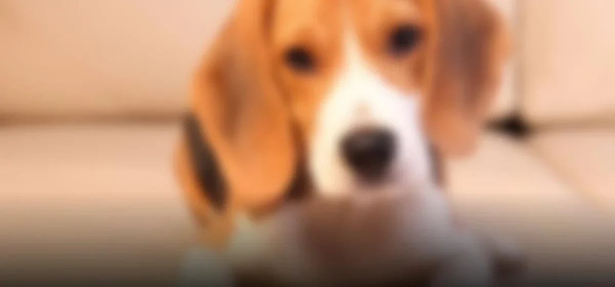Perros robots: la nueva herramienta de ICE para operativos migratorios