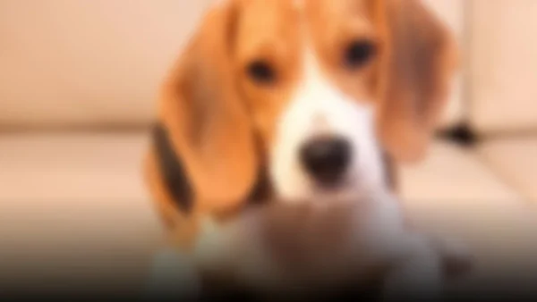 Perros robots: la nueva herramienta de ICE para operativos migratorios