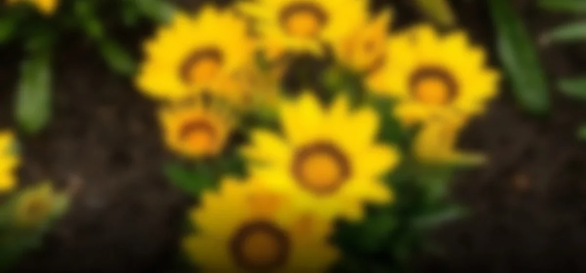Cuidado con las flores amarillas: EsSalud alerta sobre riesgos de salud este 21 de septiembre