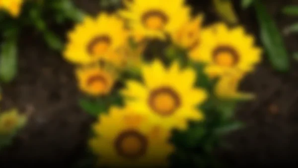 Cuidado con las flores amarillas: EsSalud alerta sobre riesgos de salud este 21 de septiembre