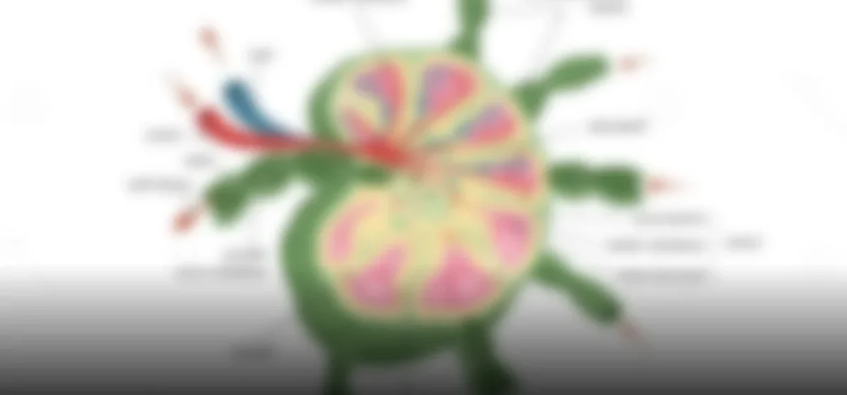 La Lotería Nacional de Panamá: Un sorteo que transforma vidas