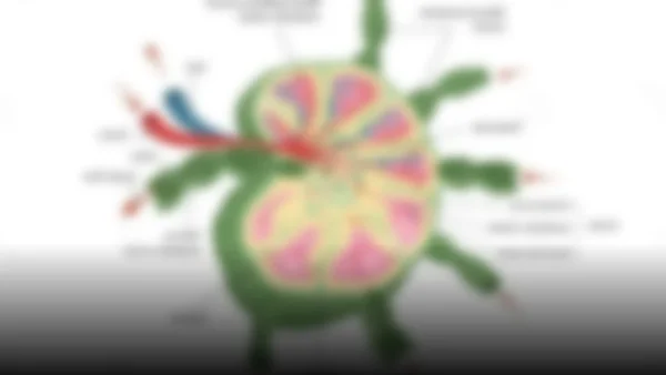 La Lotería Nacional de Panamá: Un sorteo que transforma vidas
