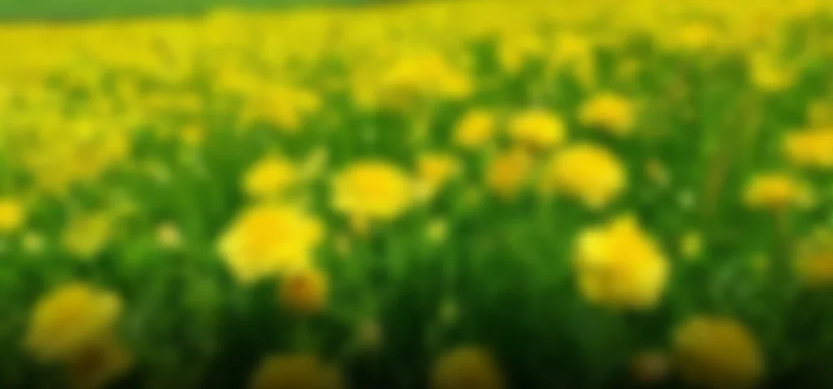 La explosión de la tradición de las flores amarillas: un símbolo de renovación en primavera
