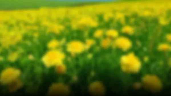 La explosión de la tradición de las flores amarillas: un símbolo de renovación en primavera