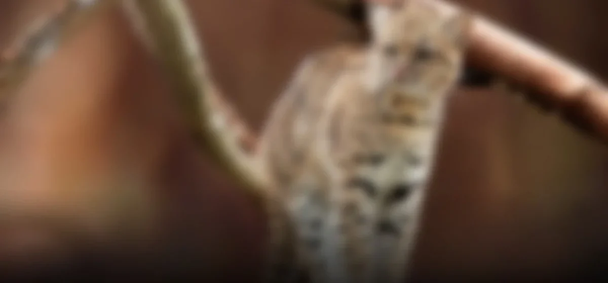 Un nuevo felino sorprende al mundo: el gato tilcayo, un tesoro escondido en Bolivia
