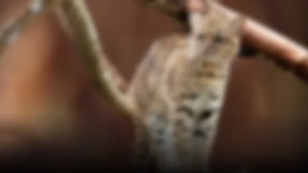 Un nuevo felino sorprende al mundo: el gato tilcayo, un tesoro escondido en Bolivia