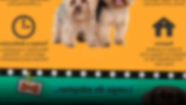 Descubre cómo adoptar tu nueva mascota en Florida: Guía completa para futuros dueños