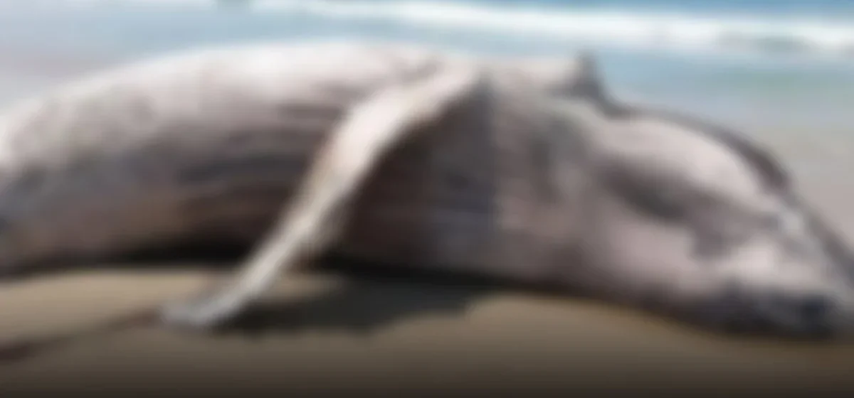 Tragedia en la costa peruana: ballena jorobada muere tras vararse en Islay
