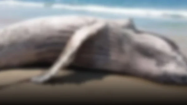 Tragedia en la costa peruana: ballena jorobada muere tras vararse en Islay